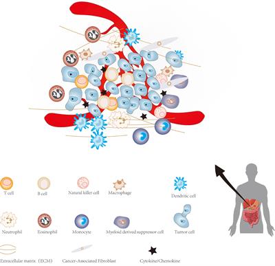 Cancer Stem Cells and the Tumor Microenvironment in Gastric Cancer